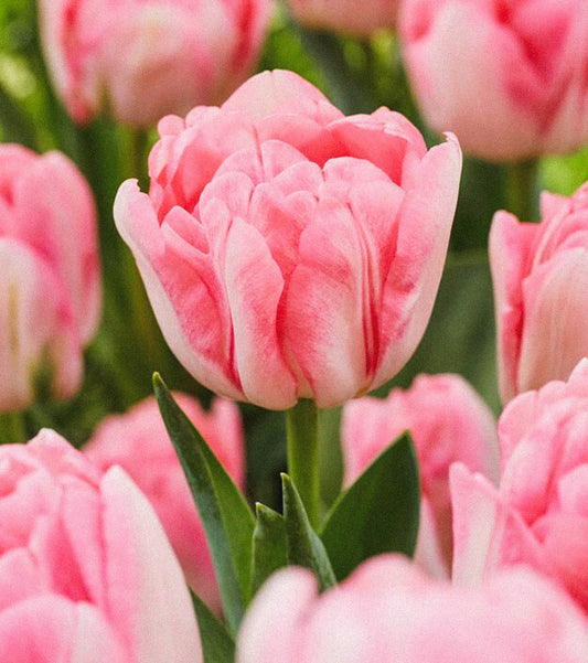 Double Foxtrot Tulip - 10 bulbs