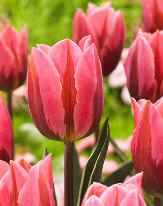 Pretty Princess Tulip - 10 bulbs